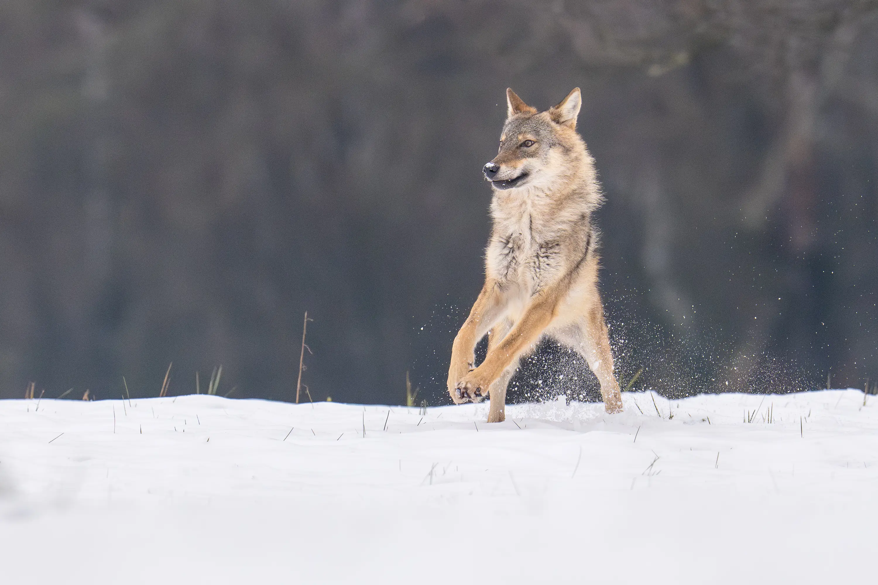 Warmia Elite Wildlife Photography gallery image 19